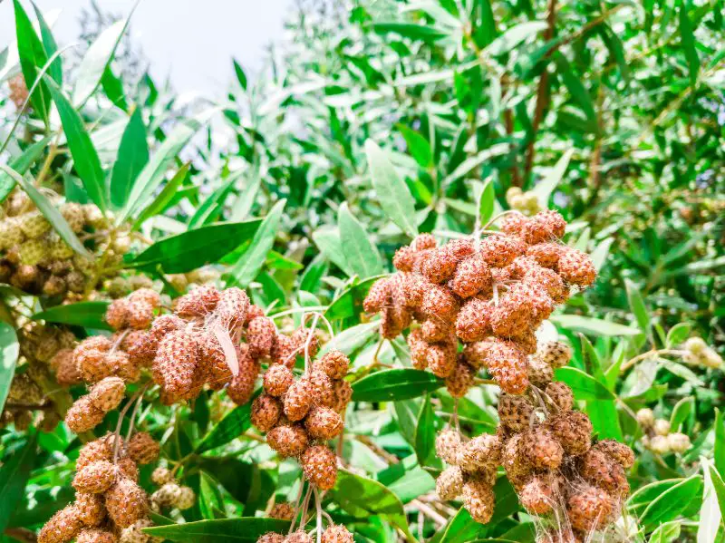 Buttonwood-(Conocarpus-erectus)