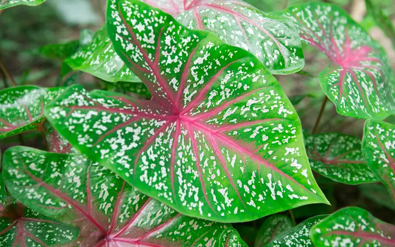 Caladium-01