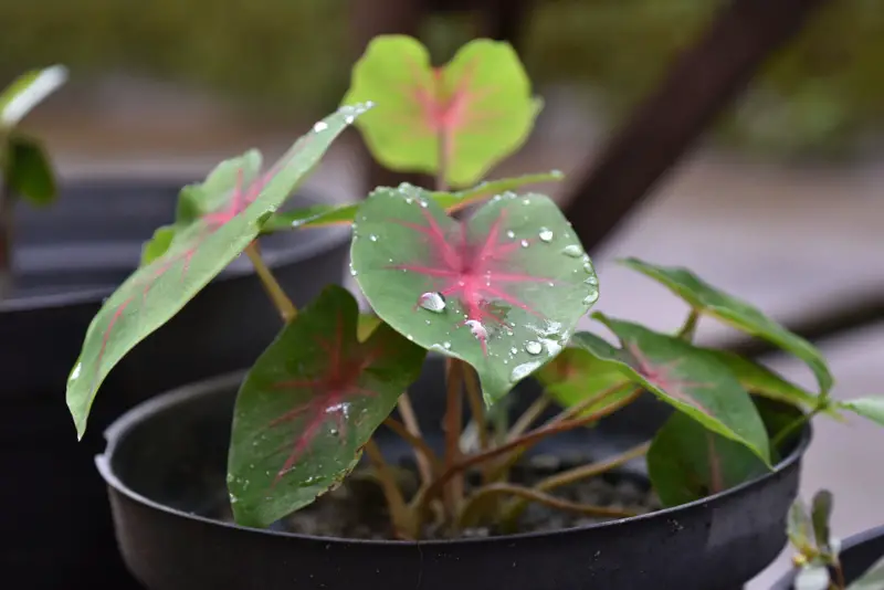 Caladium