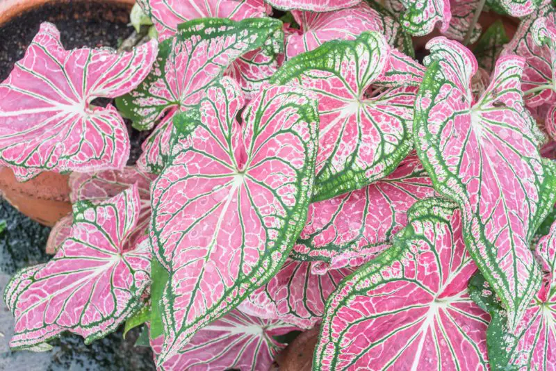 Caladium