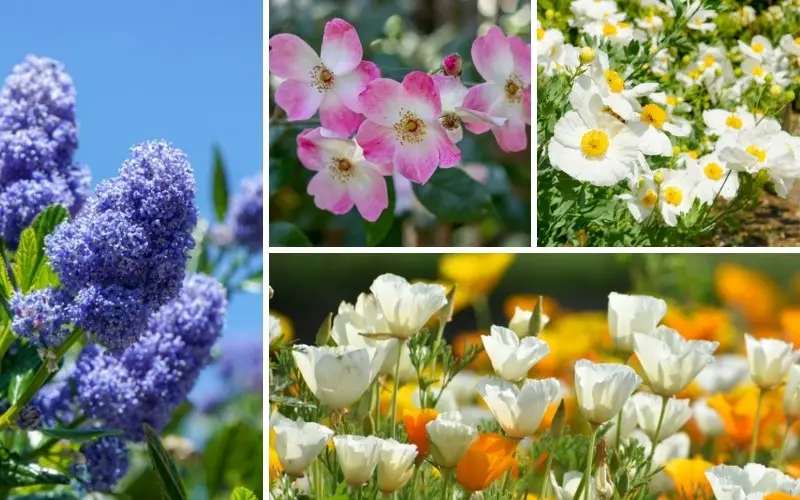 California Drought Tolerant Plants