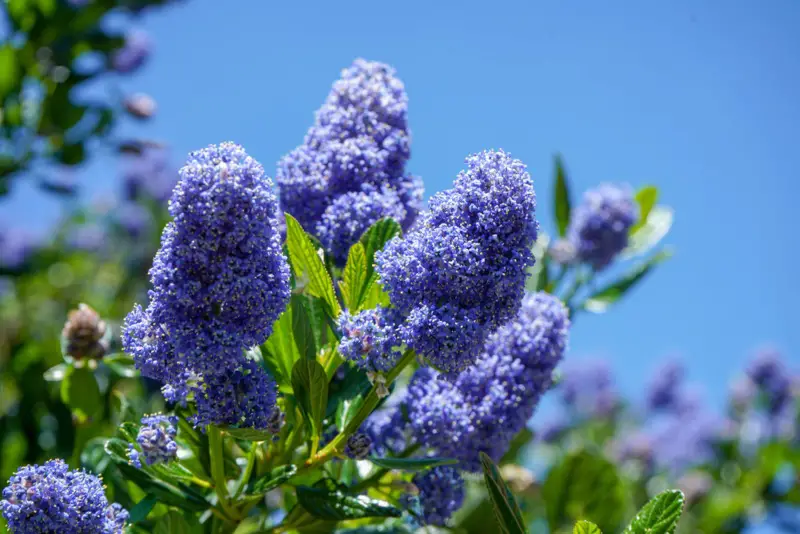 California-Lilac