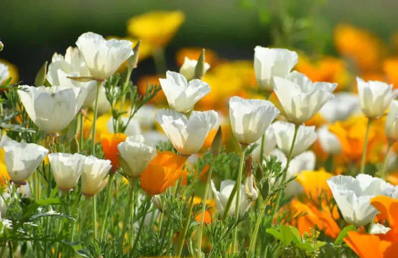 California-Poppy