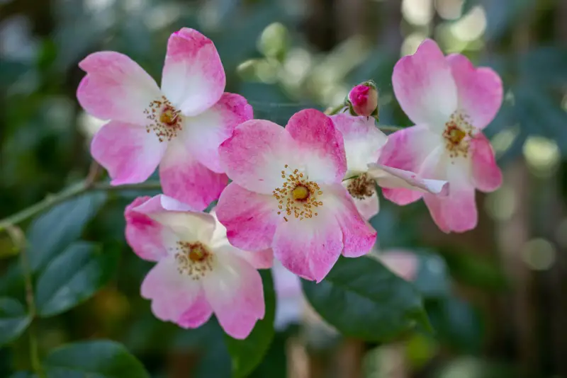 California-Wild-Rose