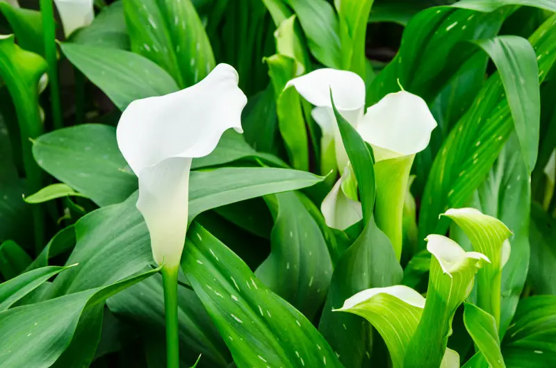 different types of lilies