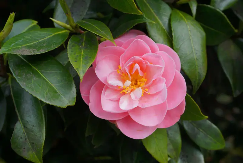 Camellia-(Camellia-Japonica)