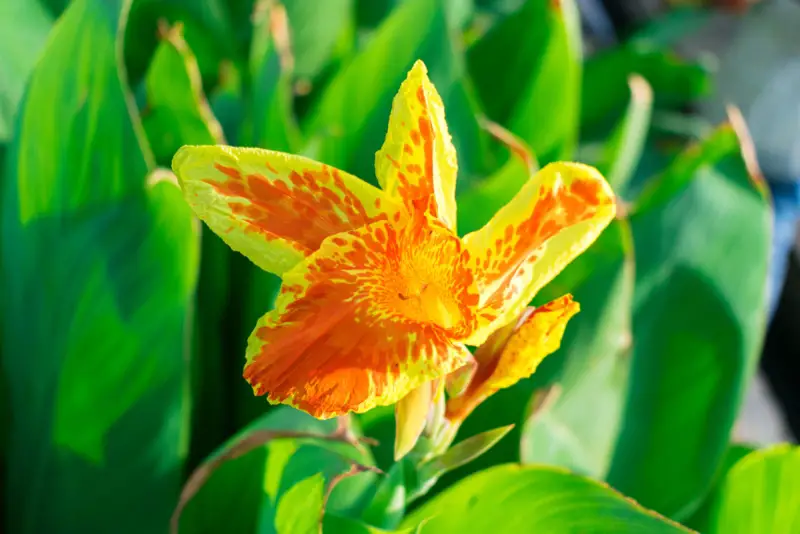 Canna-Lilies