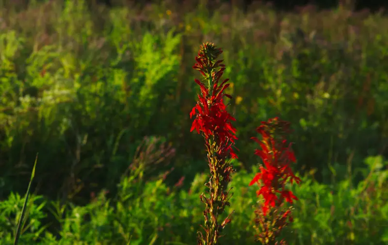 Cardinal-Flower-02