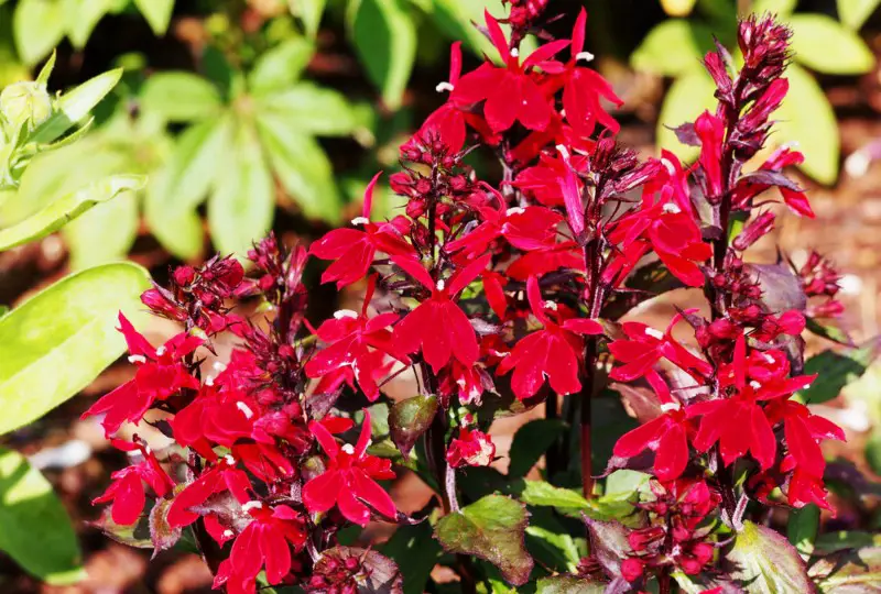 Cardinal-flower