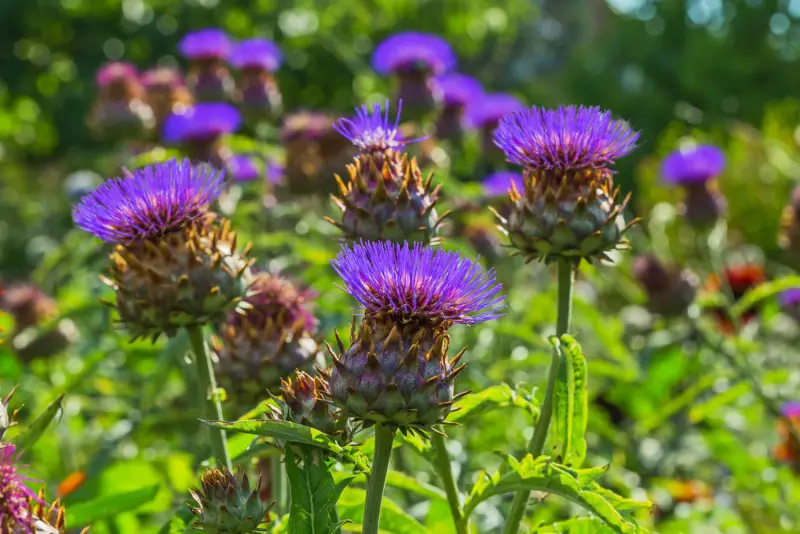 Cardoon_(Cynara)