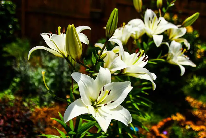 Casa Blanca Lily