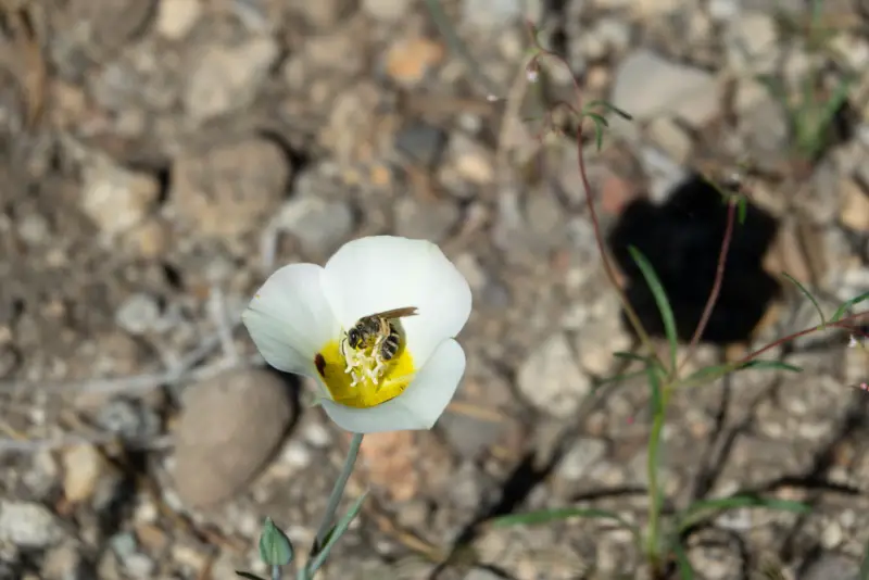 Catalina-Mariposa-Lily