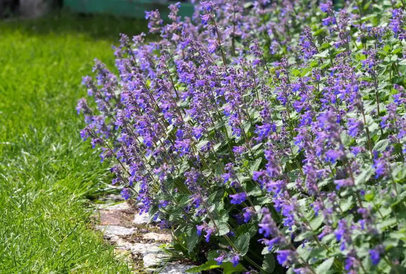 Catmint