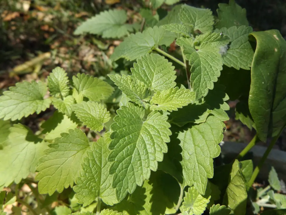 Catnip is not a very showy plant, so it can be planted near more showy blooms, like Purple Cone Flowers. If you have cats, plant the catnip in a place where your cats can rub and roll on it without damaging your other plants.