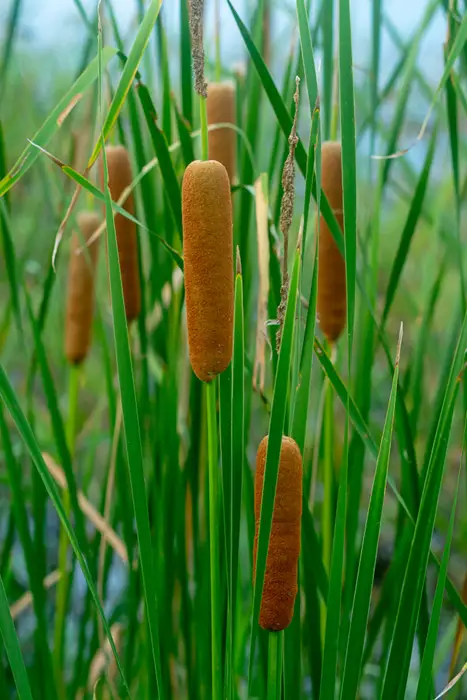 Cattails-02