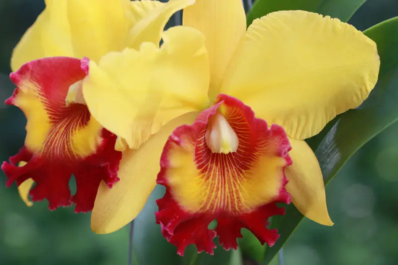 Cattleya Orchid