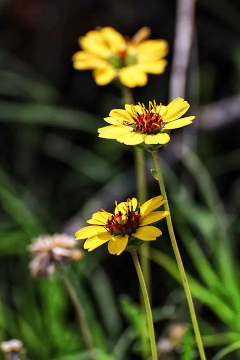 Night blooming Chocolate Daisy