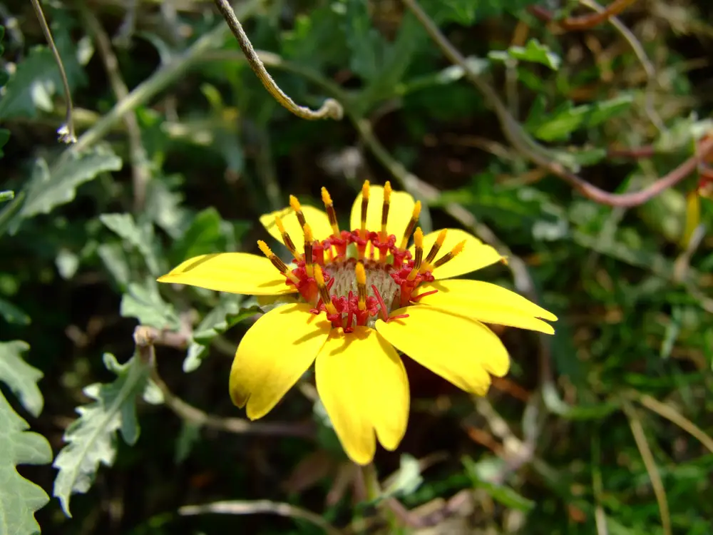 Chocolate Flower