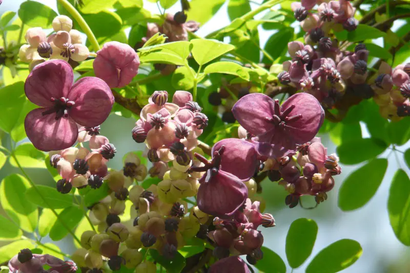 Chocolate-Vine (five-leaf akebia)