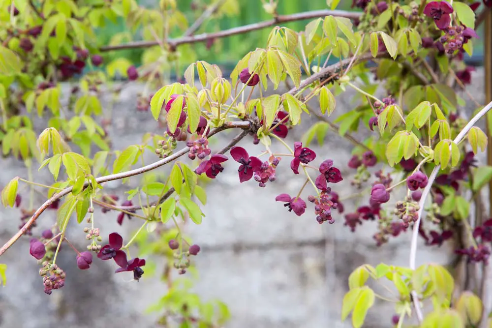 Chocolate Vine