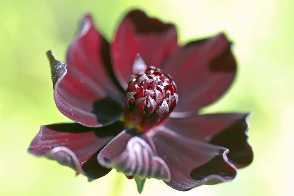 Chocolate cosmos