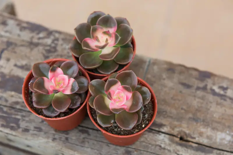 Chroma (echeveria chroma)