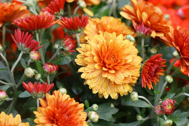 Chrysanthemums