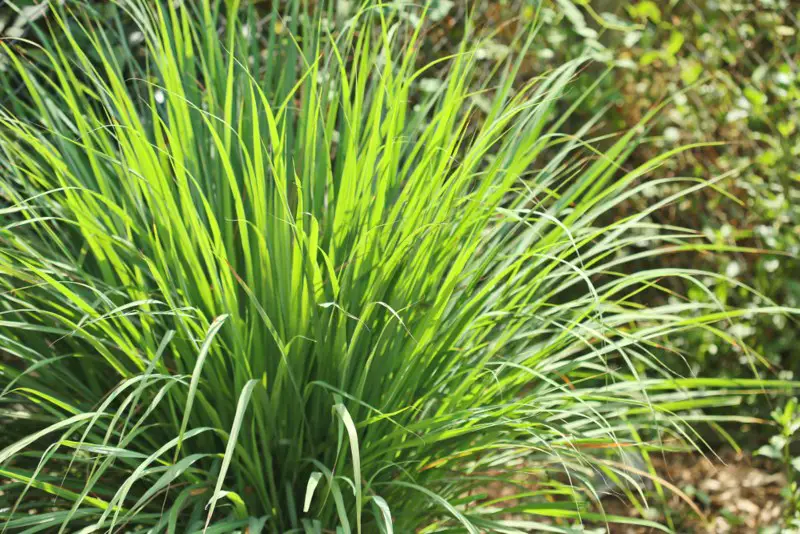 Citronella-Grass