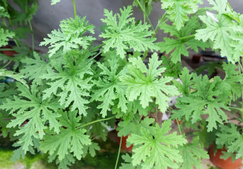 Citronella