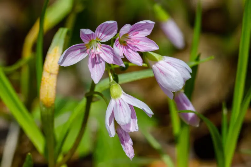 Claytonia Spring Beauty