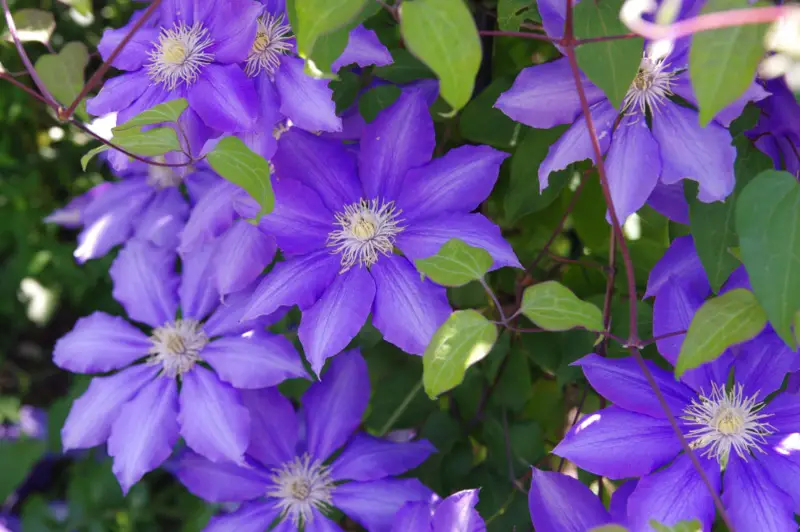 Clematis