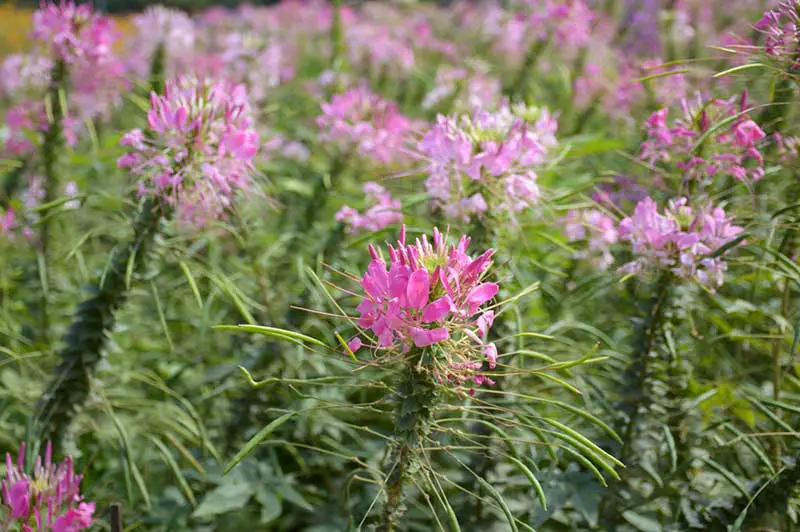 Cleome