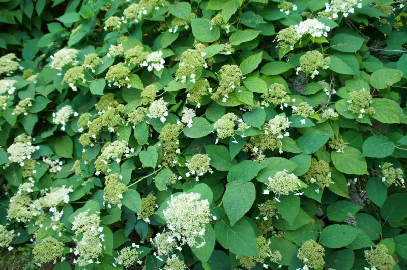 Climbing-Hydrangea