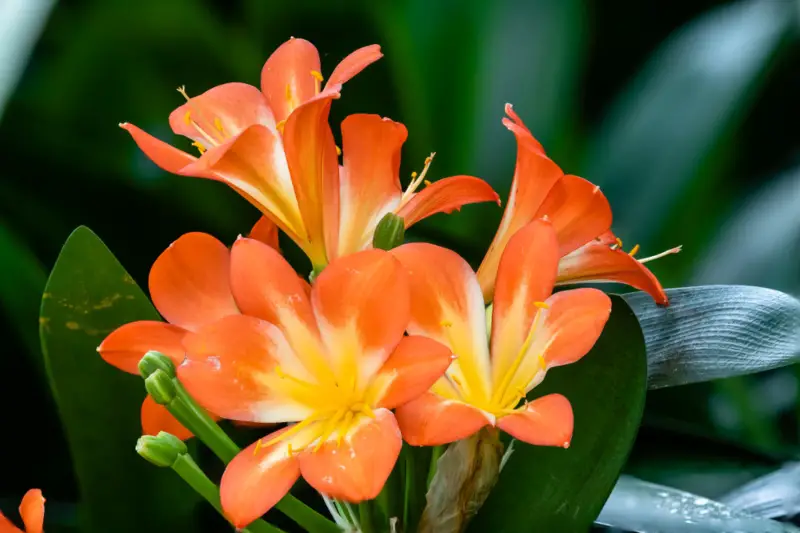 Clivia