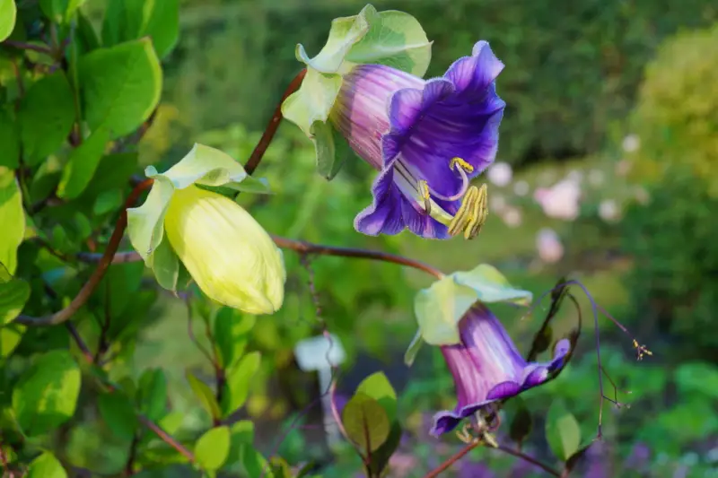 Cobaea-Scandens (Cathedral-Bells)