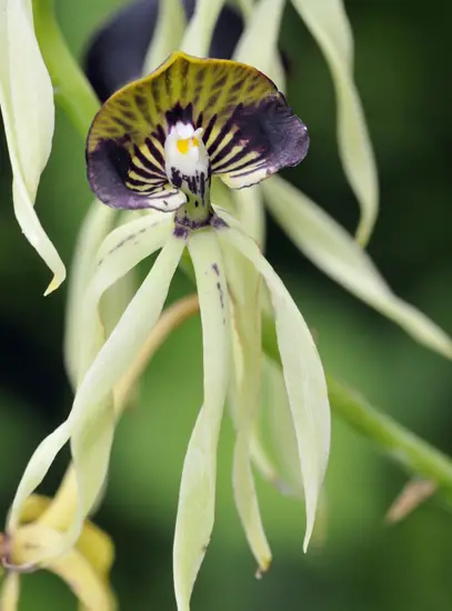 Cockleshell Orchid