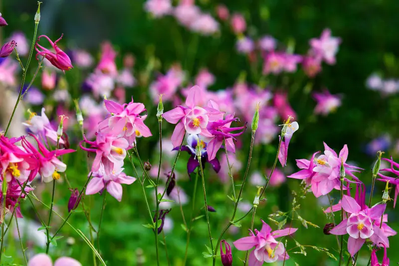 Columbine