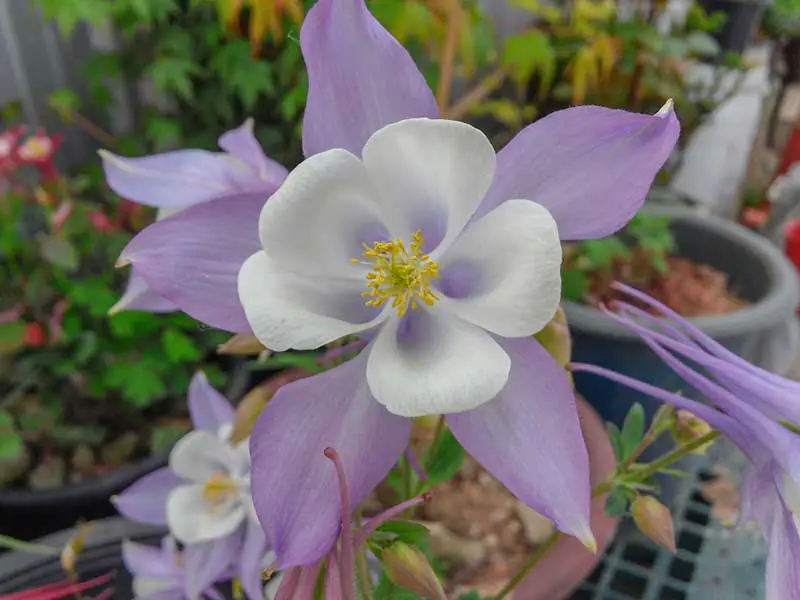 Columbine flower