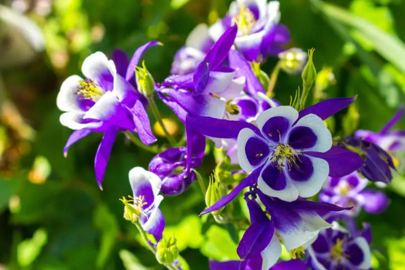 Columbines