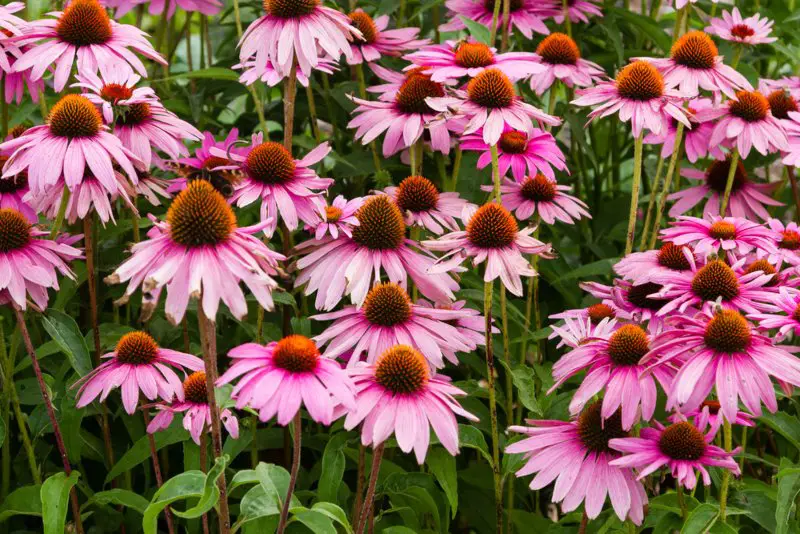 Coneflower