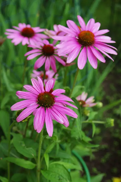 Coneflowers-02