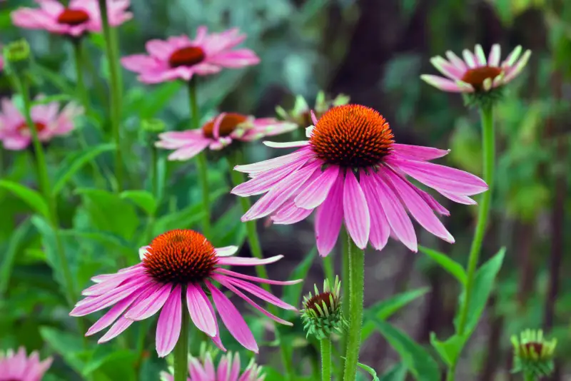 Coneflowers