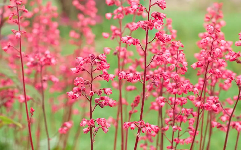 Coral-Bells-01