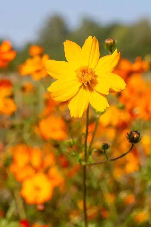 Coreopsis-02