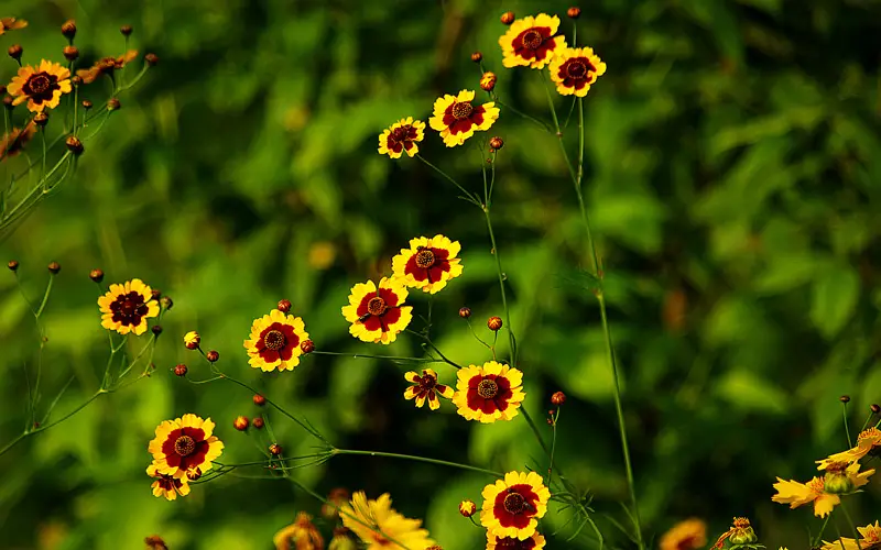 Coreopsis-02