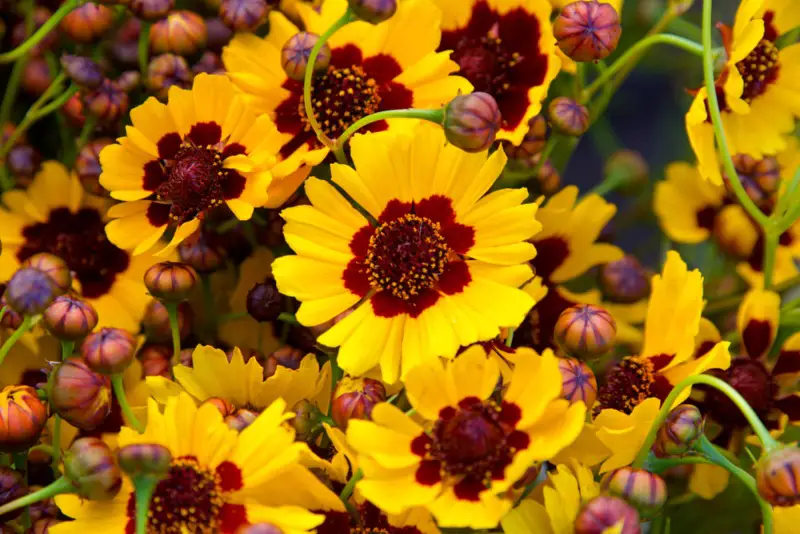 Coreopsis