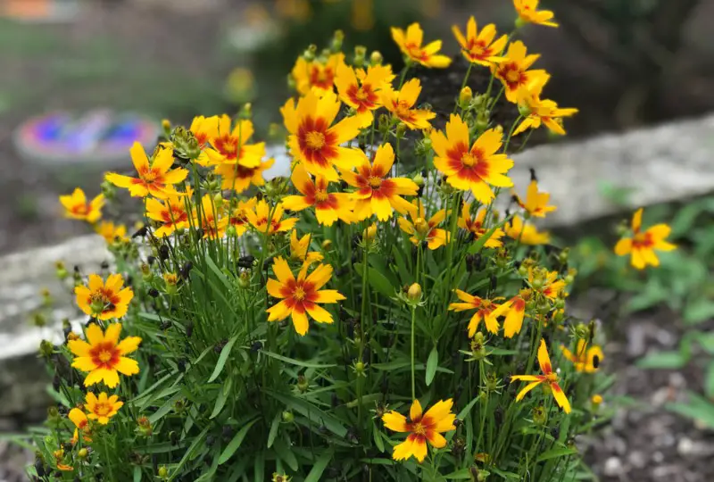 Coreopsis