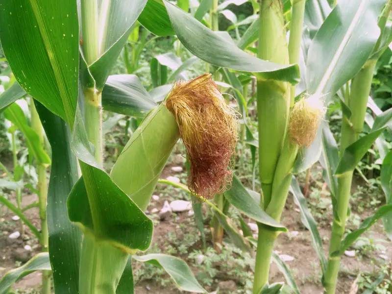 Corn-01