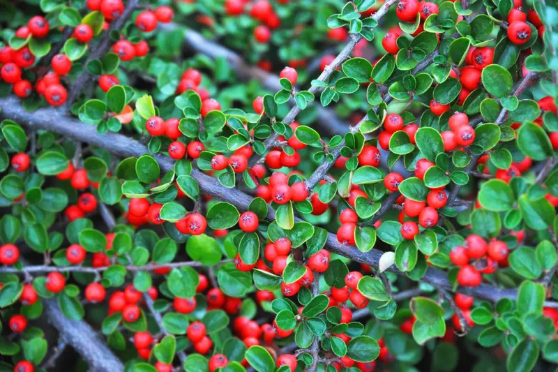 Cotoneaster