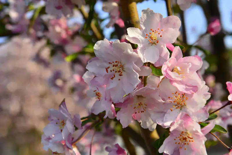 Crab-Apple-Trees-01